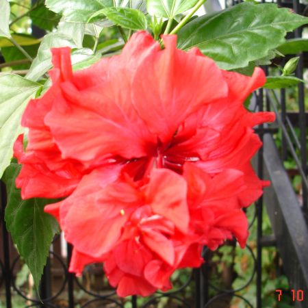 Hibiscus